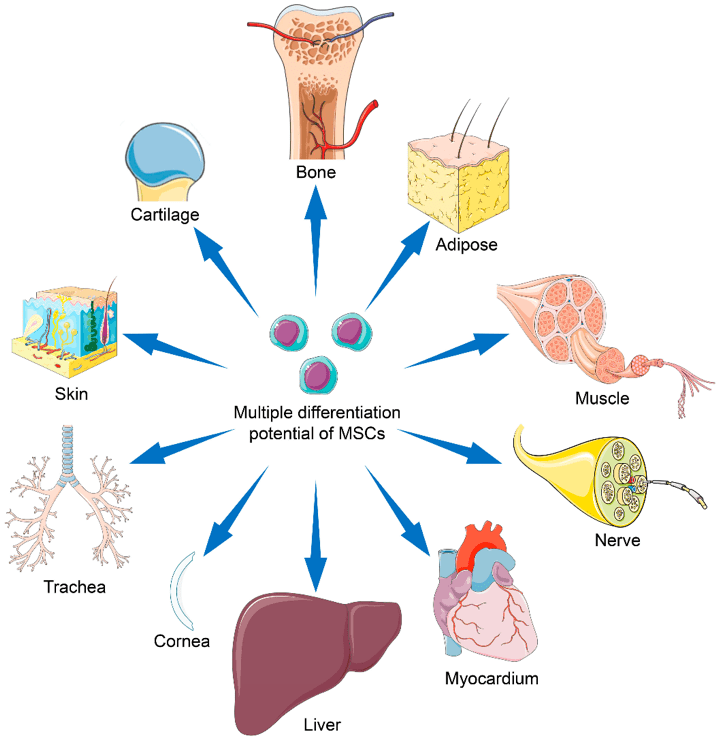 self-renewing-hematopoietic-stem-cells-created-for-transplantation